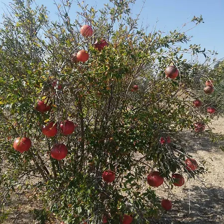 Paradise Garden * Larnaca